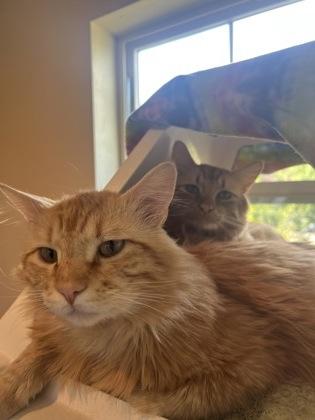 Enlarge Dash, a ADOPTABLE Domestic Medium Hair in Missoula, MT image 1/2
