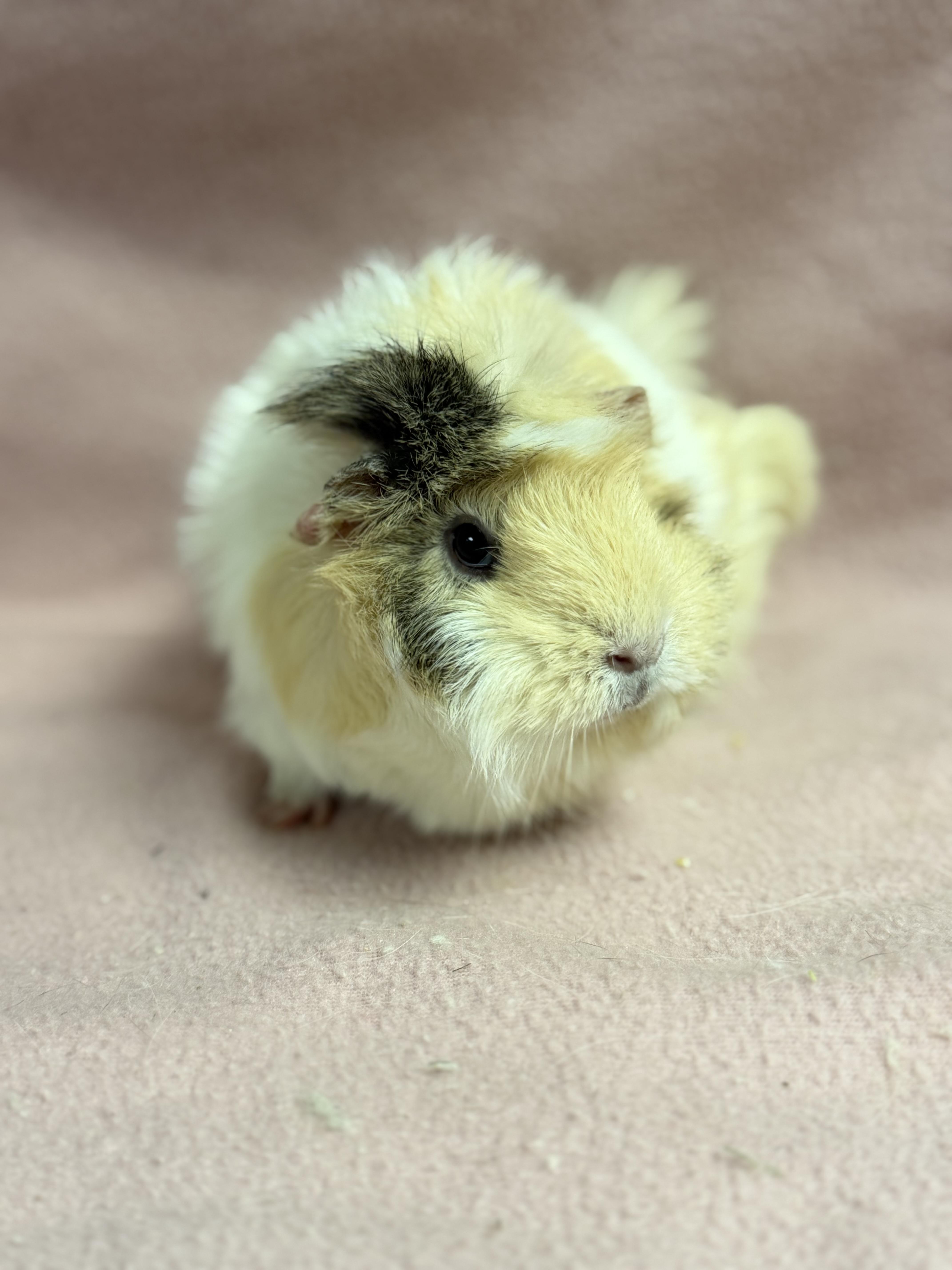 Enlarge Sunny, a Adopted Guinea Pig in Edinburg, PA image 4/5