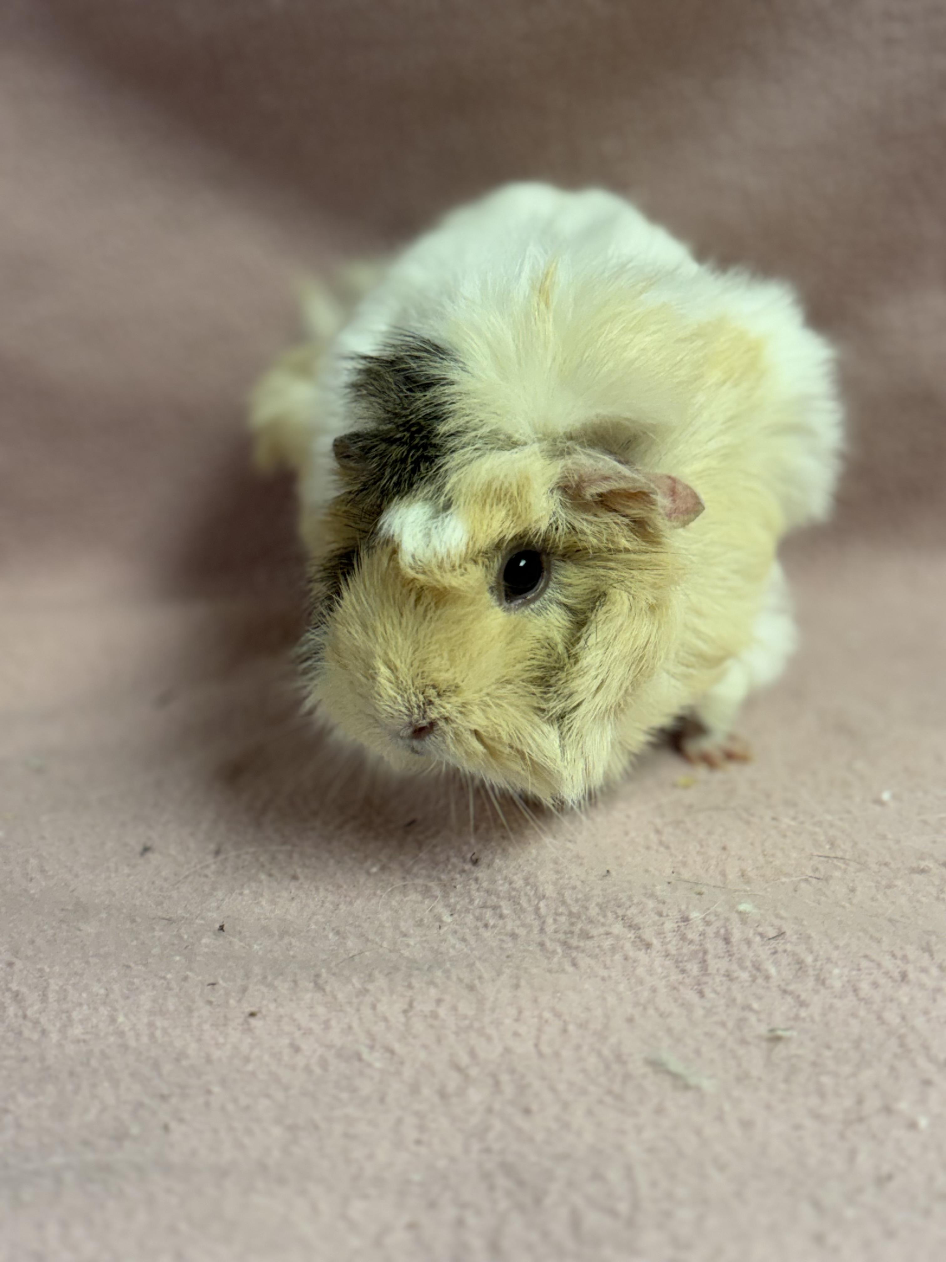 Enlarge Sunny, a Adopted Guinea Pig in Edinburg, PA image 2/5