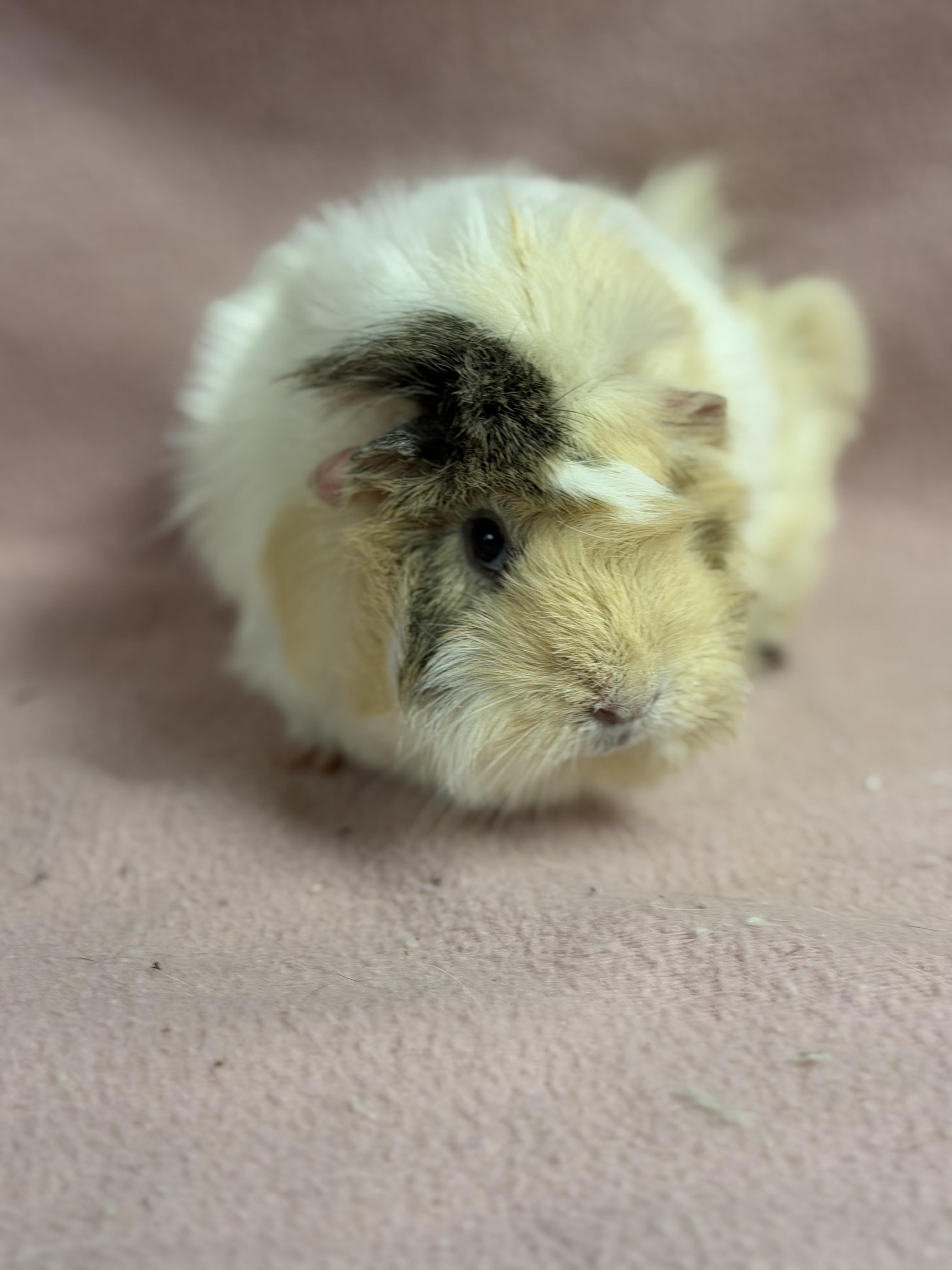 Enlarge Sunny, a Adopted Guinea Pig in Edinburg, PA image 1/5