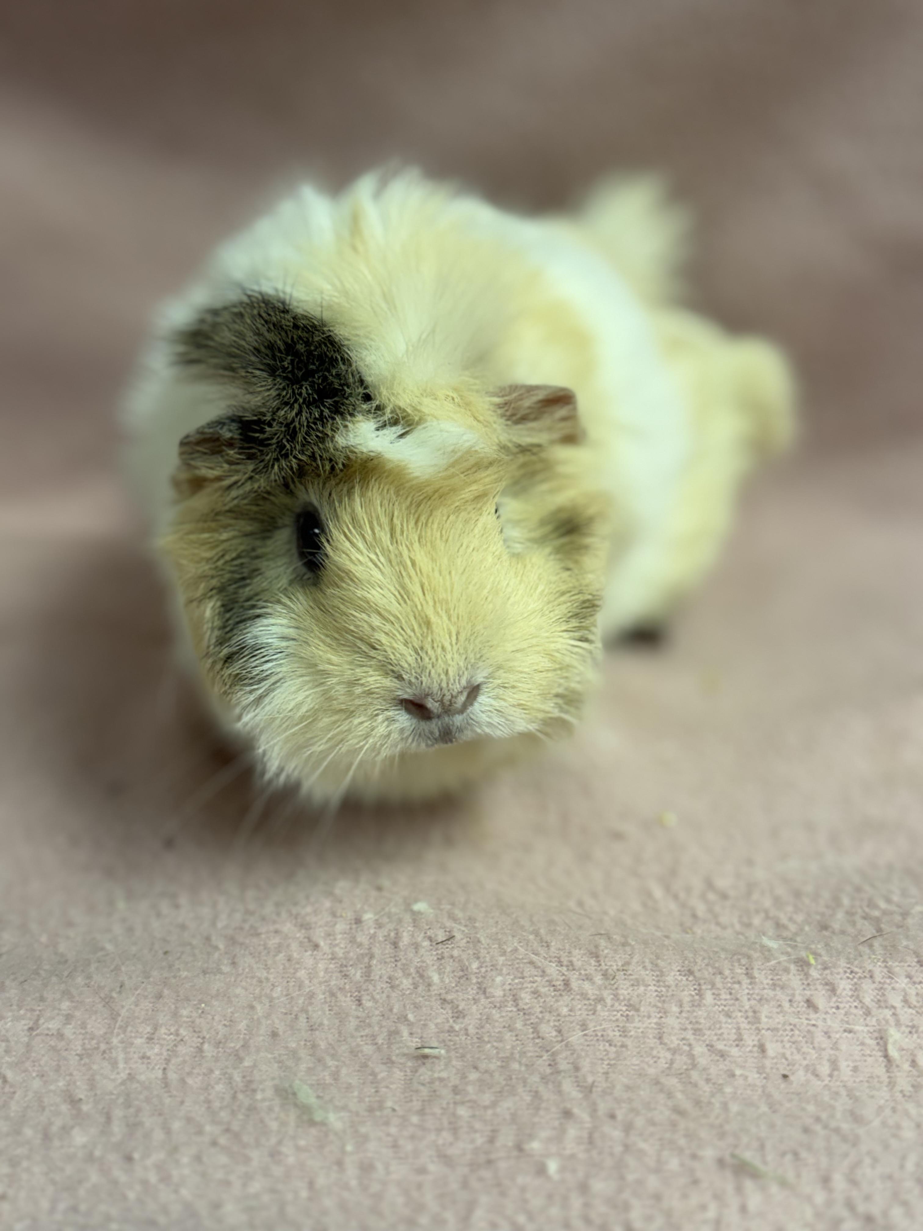 Enlarge Sunny, a Adopted Guinea Pig in Edinburg, PA image 5/5