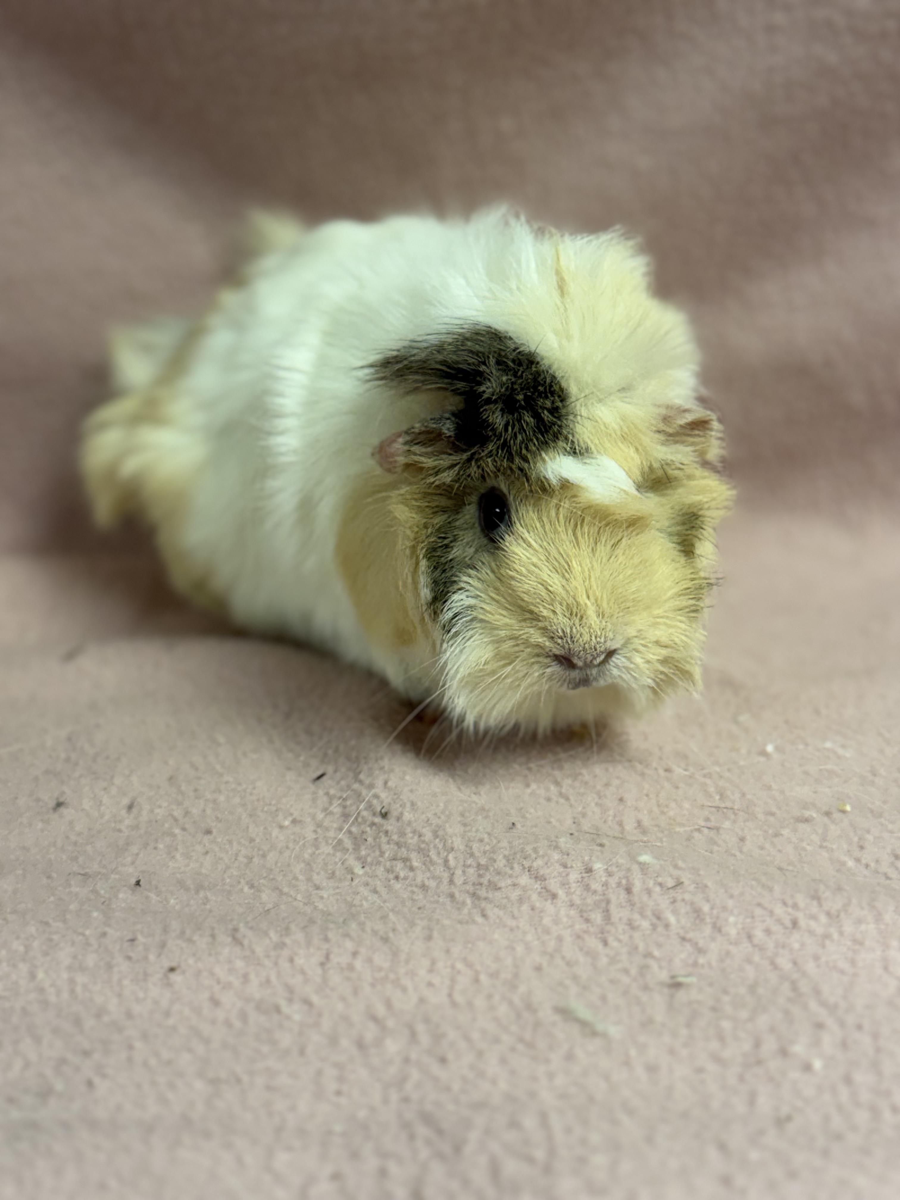 Enlarge Sunny, a Adopted Guinea Pig in Edinburg, PA image 3/5