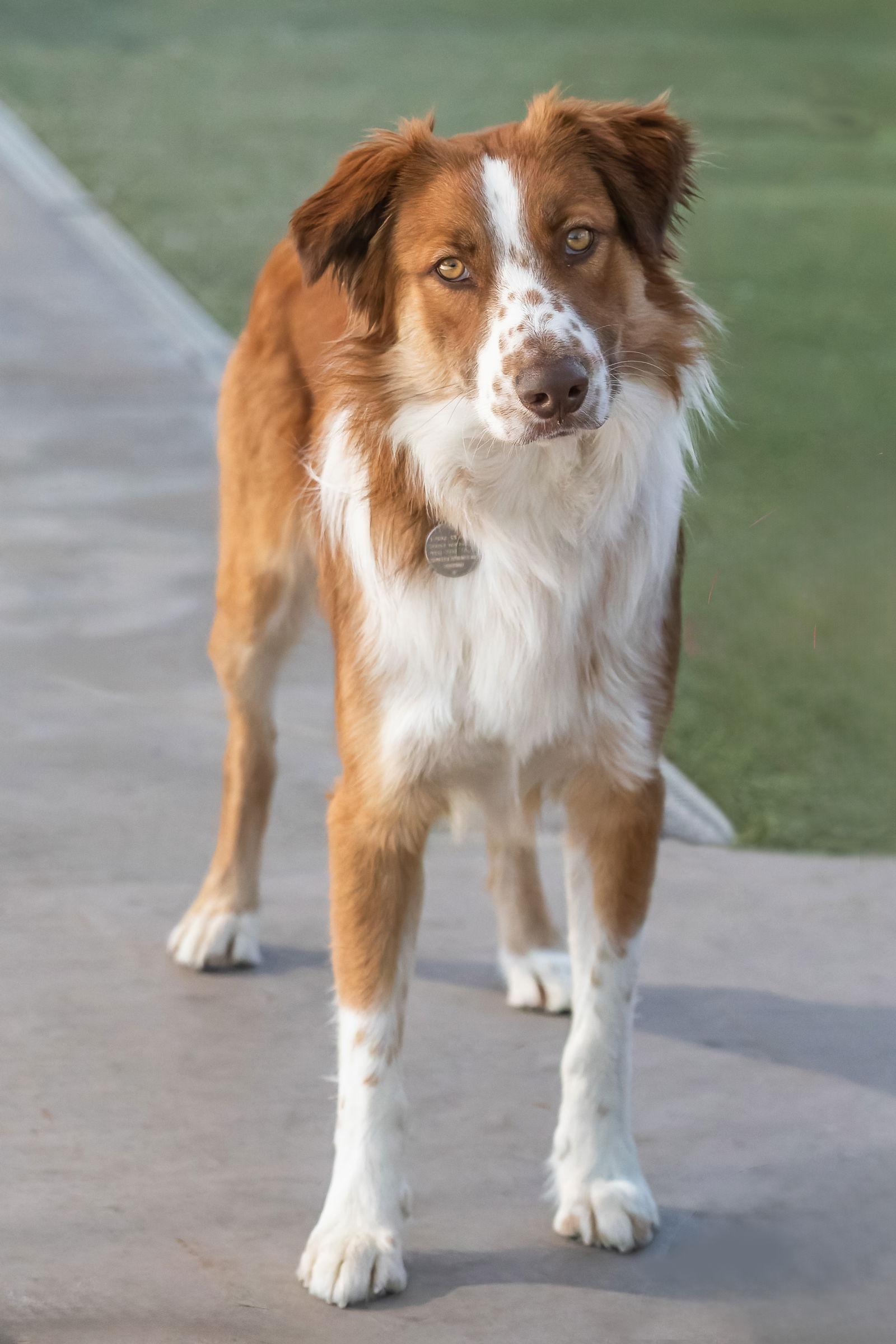 RUDY, Adoptable, Adult Male Australian Shepherd.