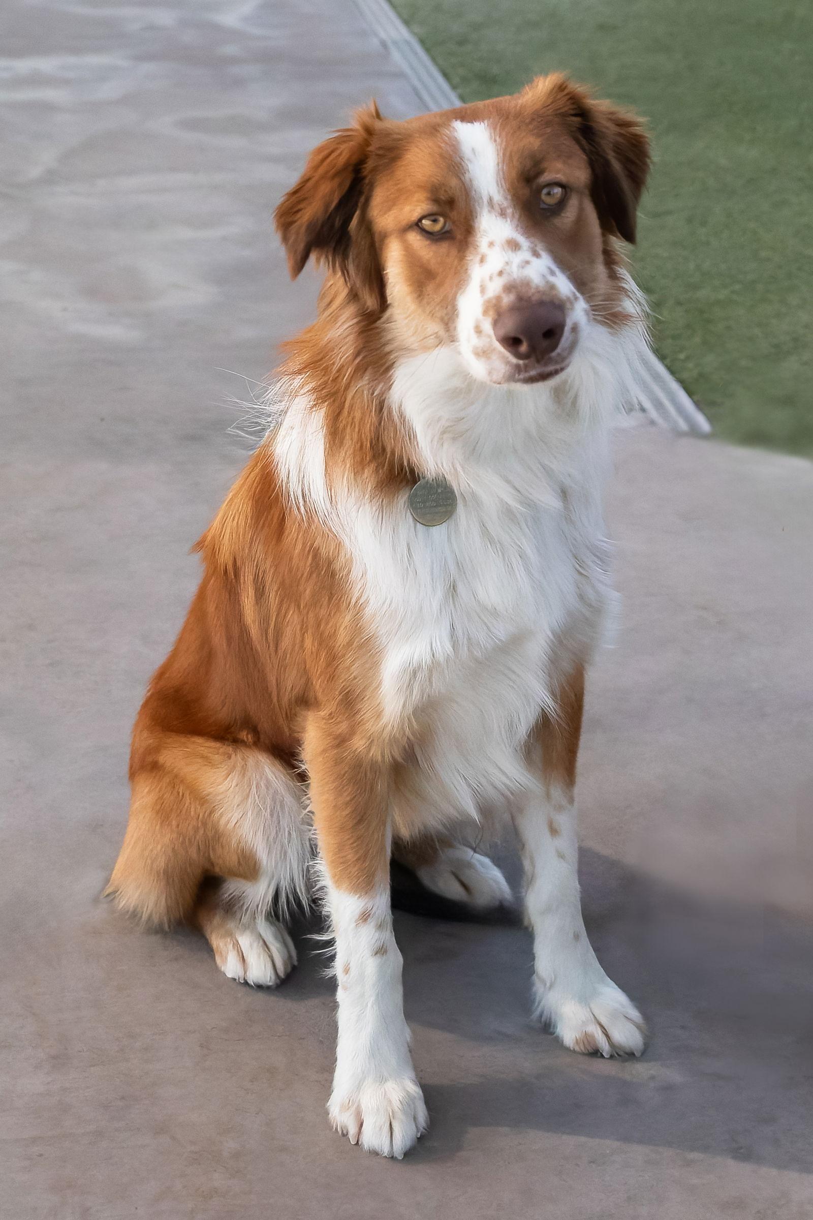 Enlarge RUDY, a Adoptable Australian Shepherd in Scottsdale, AZ image 3/3