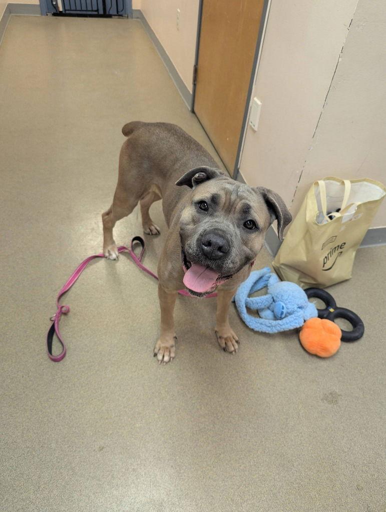 Sasha, Adoptable, Young Female Cane Corso.