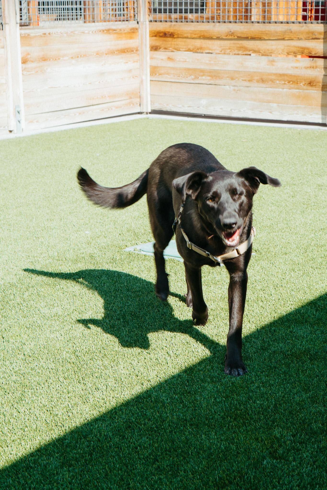 Trout, an adoptable Black Labrador Retriever in Jackson, WY, 83002 | Photo Image 4