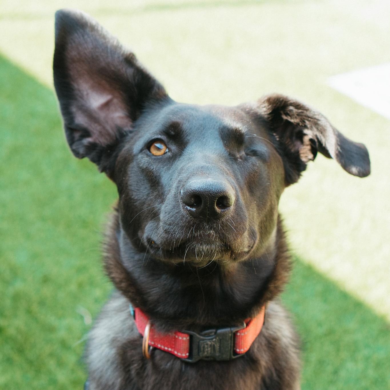 Trout, an adoptable Black Labrador Retriever in Jackson, WY, 83002 | Photo Image 2
