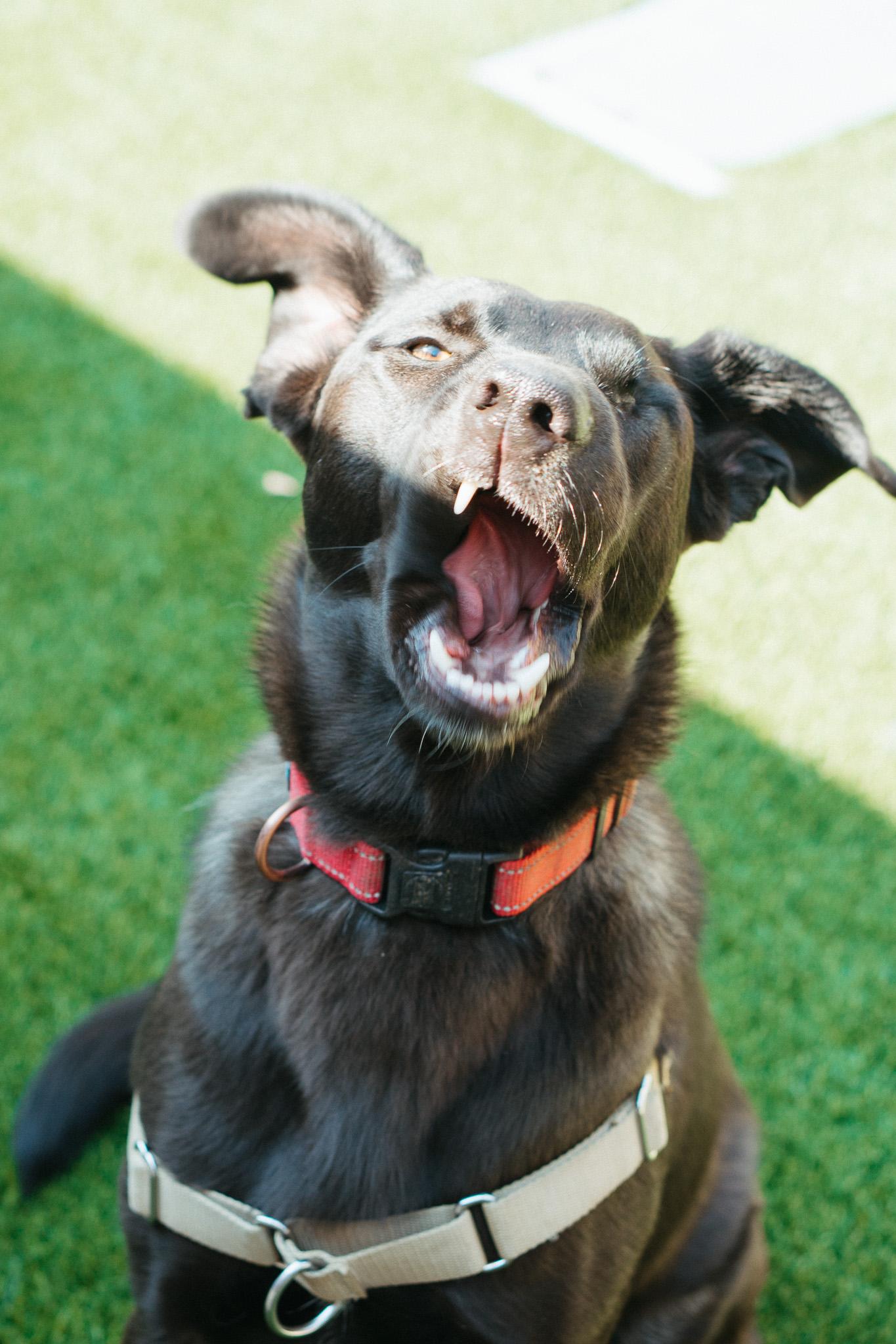 Trout, an adoptable Black Labrador Retriever in Jackson, WY, 83002 | Photo Image 6