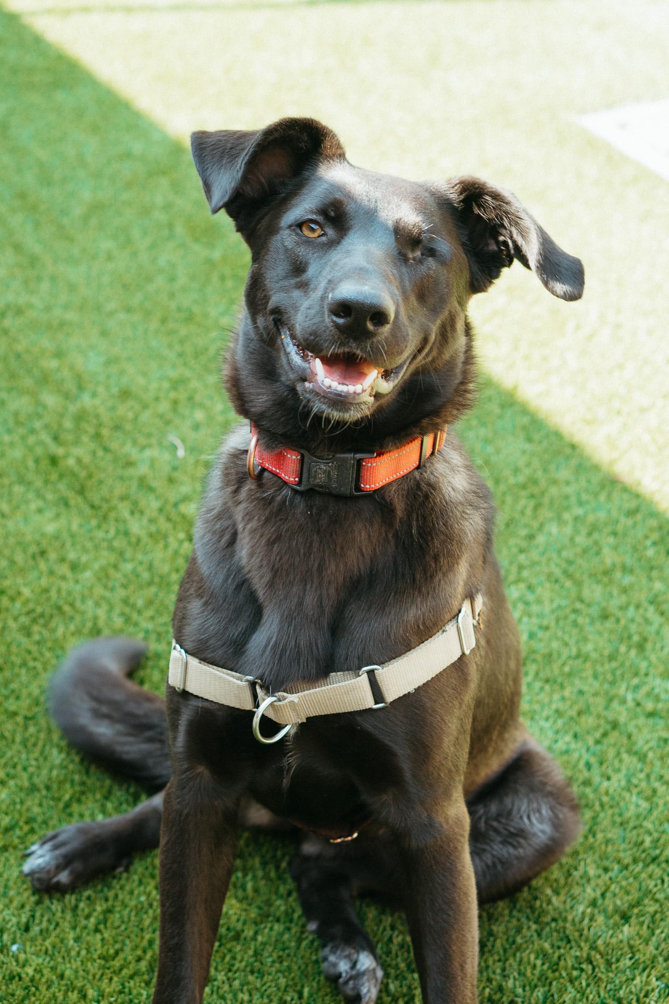 Trout, an adoptable Black Labrador Retriever in Jackson, WY, 83002 | Photo Image 3