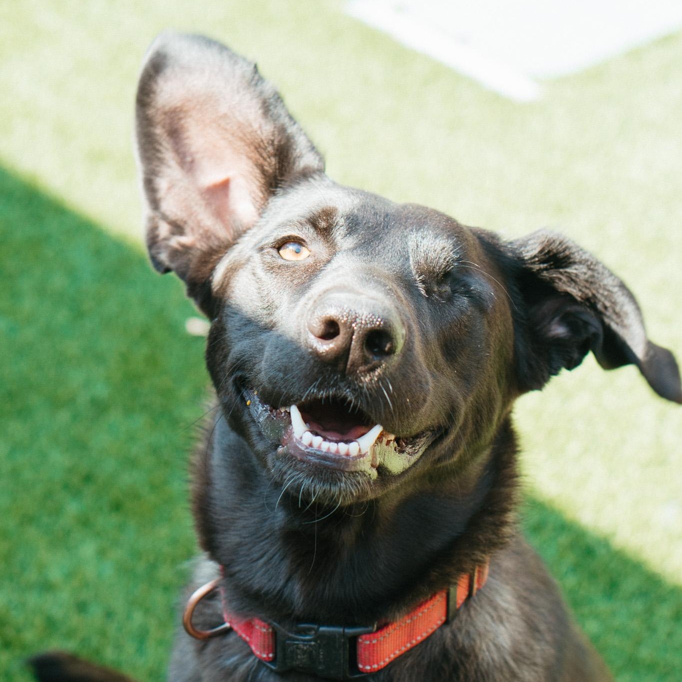 Trout, an adoptable Black Labrador Retriever in Jackson, WY, 83002 | Photo Image 1