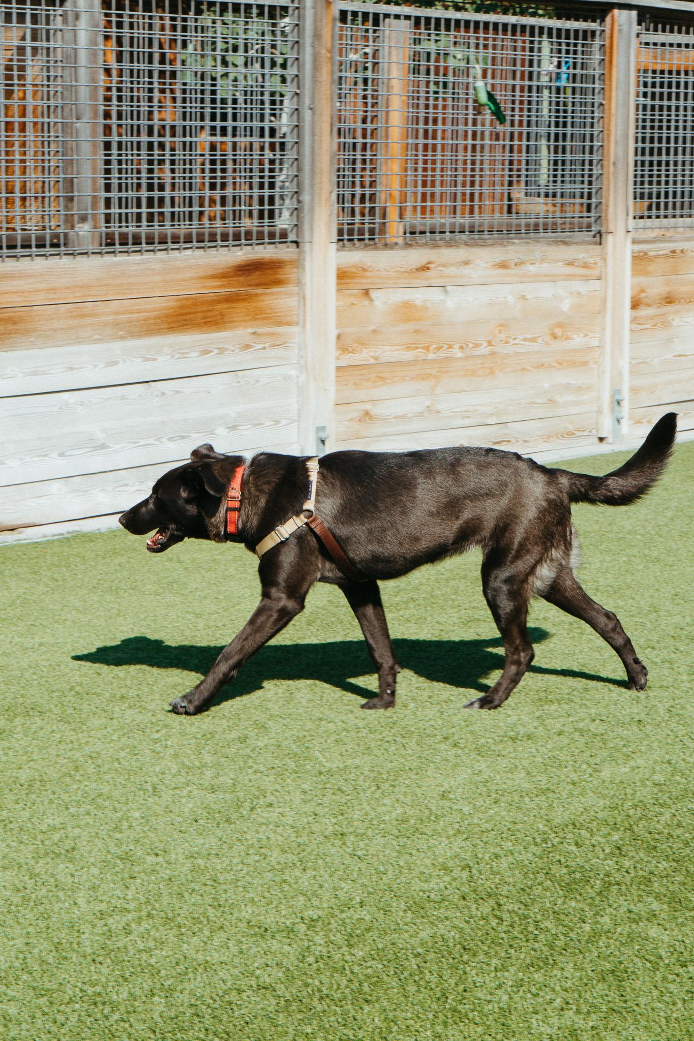 Trout, an adoptable Black Labrador Retriever in Jackson, WY, 83002 | Photo Image 5