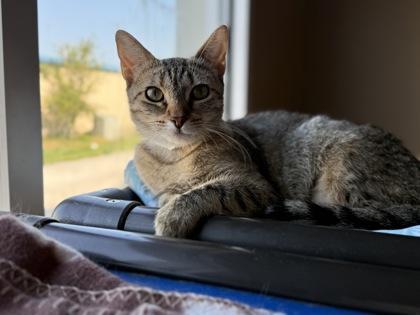 Rags, a Adoptable Domestic Short Hair in Maumee, OH image 1/3