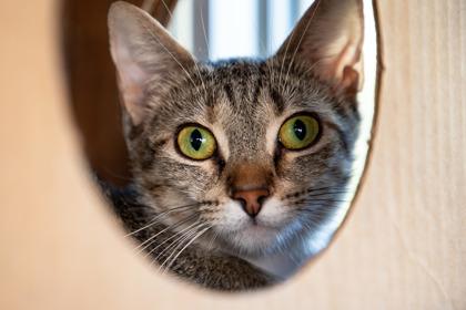 Rags, a Adoptable Domestic Short Hair in Maumee, OH image 2/3