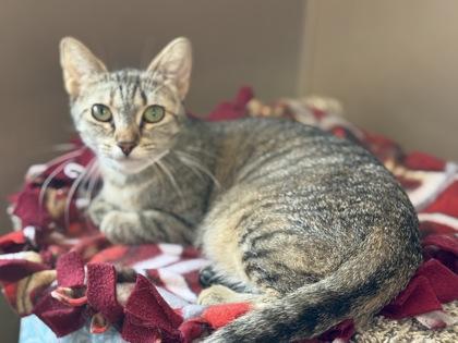 Rags, a Adoptable Domestic Short Hair in Maumee, OH image 3/3