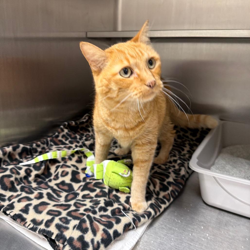 Enlarge Firestar, a Adoptable Domestic Short Hair in Naperville, IL image 1/1