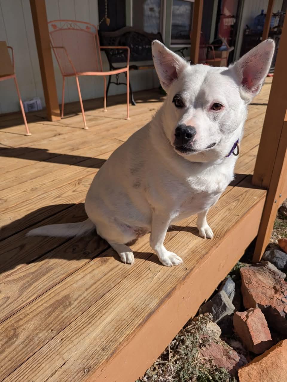 Jewels, a Adoptable Australian Cattle Dog / Blue Heeler in Colorado Springs, CO image 5/6