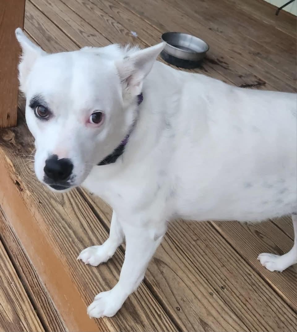 Jewels, a Adoptable Australian Cattle Dog / Blue Heeler in Colorado Springs, CO image 3/6