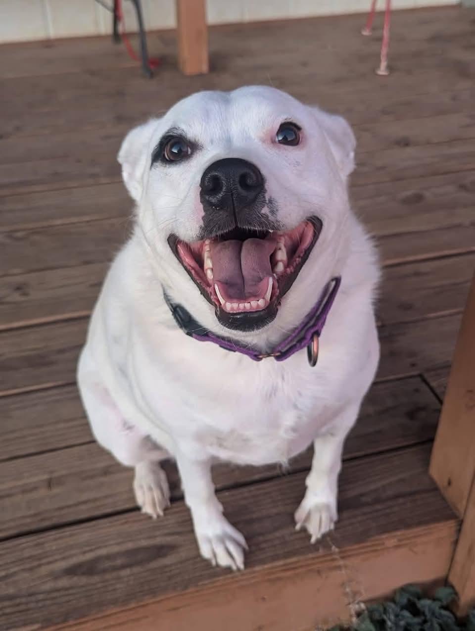 Jewels, a Adoptable Australian Cattle Dog / Blue Heeler in Colorado Springs, CO image 1/6