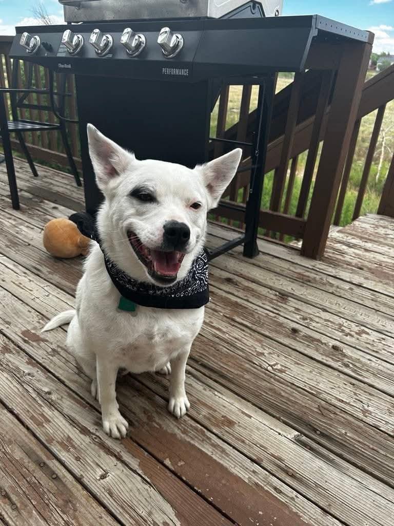 Jewels, a Adoptable Australian Cattle Dog / Blue Heeler in Colorado Springs, CO image 2/6