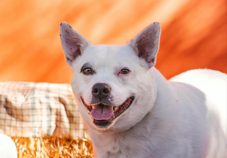 Jewels, an adoptable Australian Cattle Dog / Blue Heeler in Colorado Springs, CO image 6/6