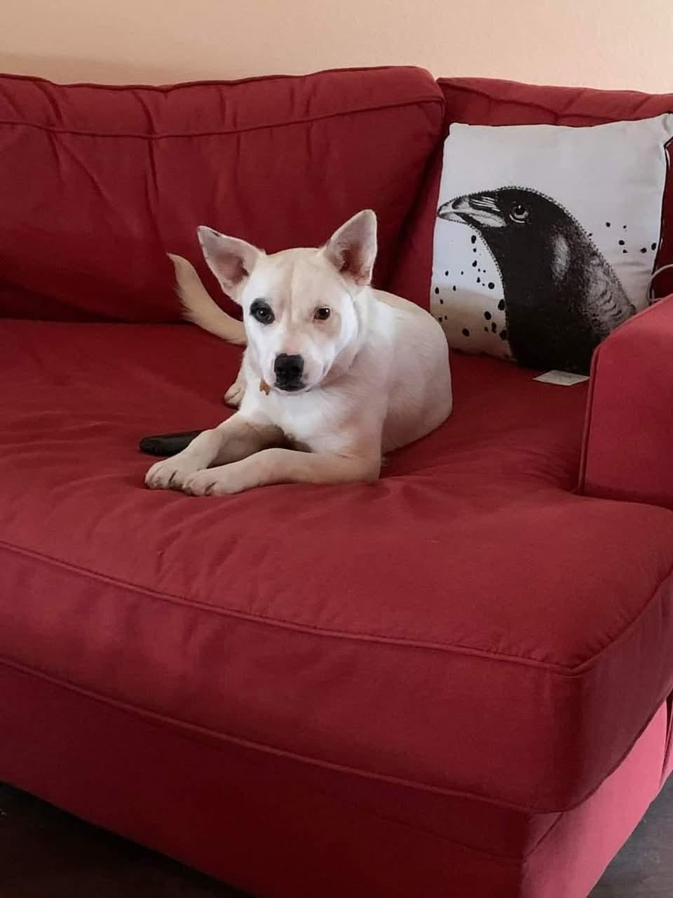 Jewels, a Adoptable Australian Cattle Dog / Blue Heeler in Colorado Springs, CO image 6/6