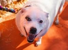 Jewels, an adoptable Australian Cattle Dog / Blue Heeler in Colorado Springs, CO image 1/6
