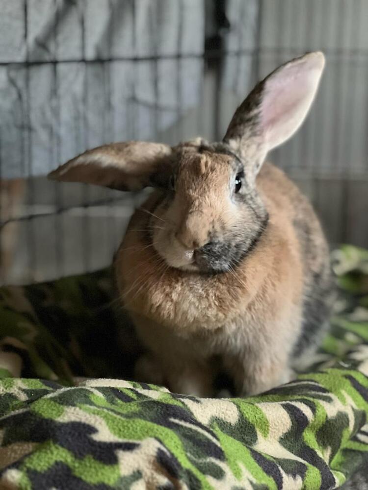 Enlarge Abby needs a friend!, a Adoptable Harlequin in Melbourne, FL image 1/6