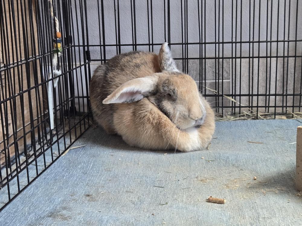 Enlarge Abby needs a friend!, a Adoptable Harlequin in Melbourne, FL image 2/6