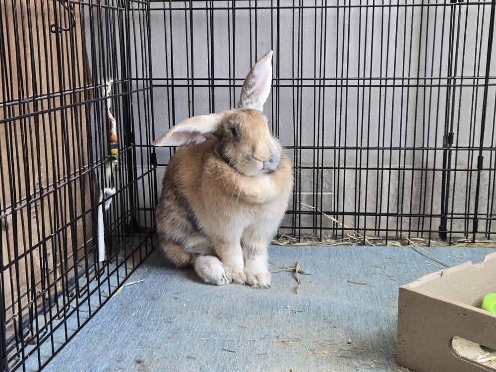 Enlarge Abby needs a friend!, a Adoptable Harlequin in Melbourne, FL image 3/6