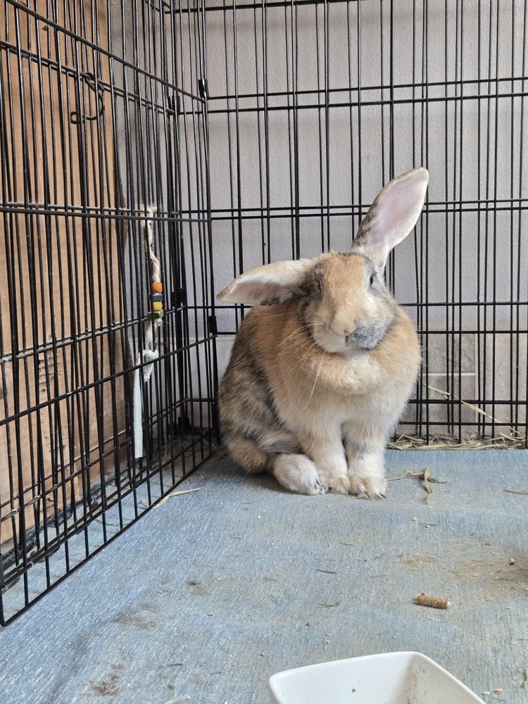 Enlarge Abby needs a friend!, a Adoptable Harlequin in Melbourne, FL image 4/6