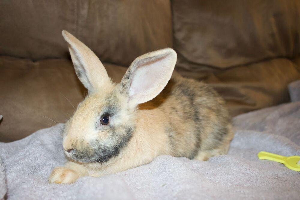 Enlarge Abby needs a friend!, a Adoptable Harlequin in Melbourne, FL image 5/6