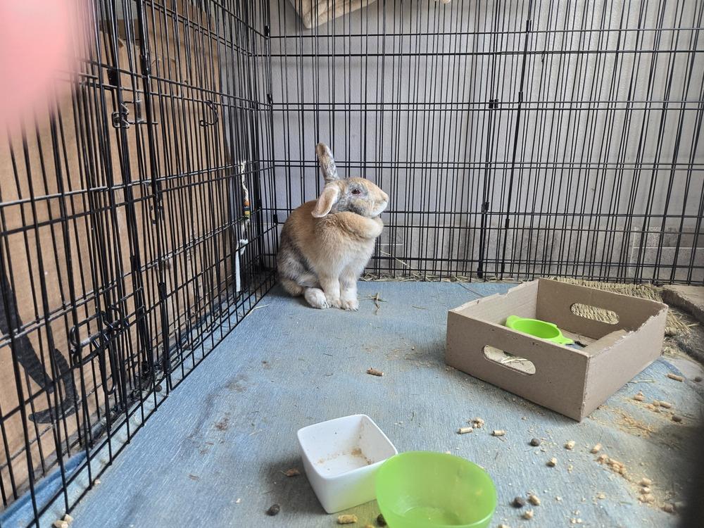 Enlarge Abby needs a friend!, a Adoptable Harlequin in Melbourne, FL image 6/6