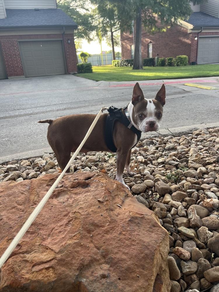Emmi, Adoptable, Adult Female Boston Terrier.
