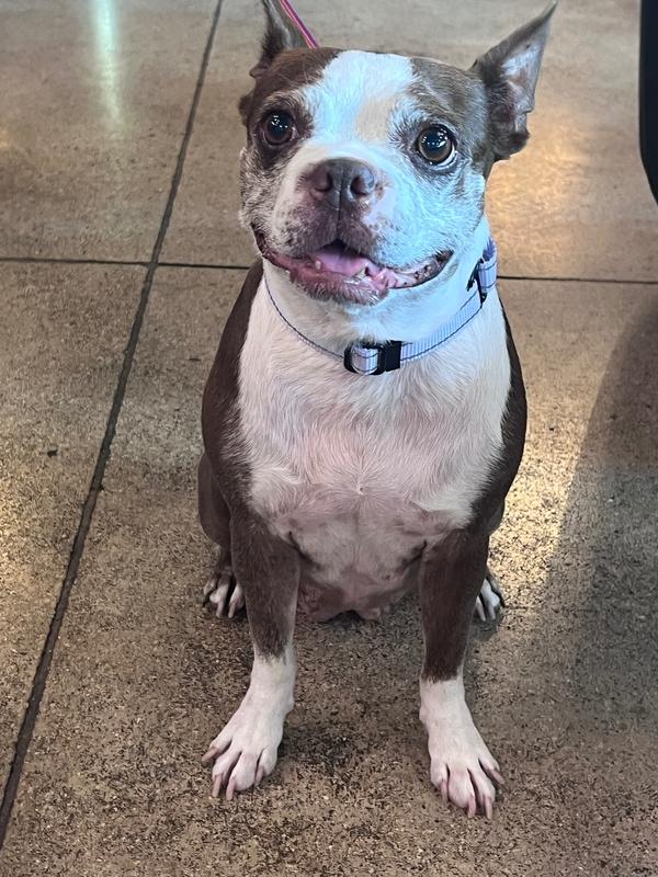 Enlarge Emmi, a Adoptable Boston Terrier in Frisco, TX image 2/6