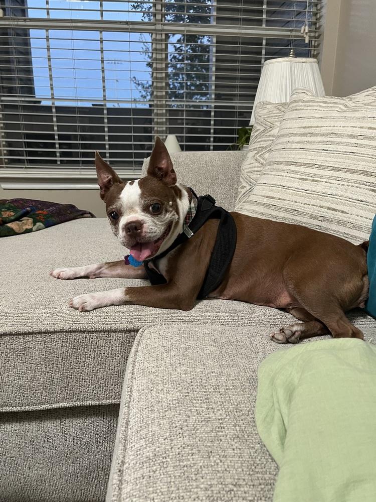 Emmi, a Adoptable Boston Terrier in Frisco, TX image 2/6