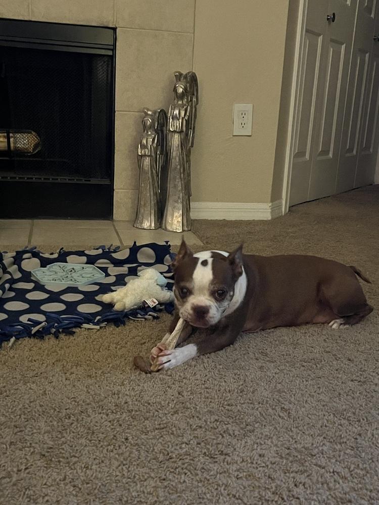 Emmi, a Adoptable Boston Terrier in Frisco, TX image 3/6