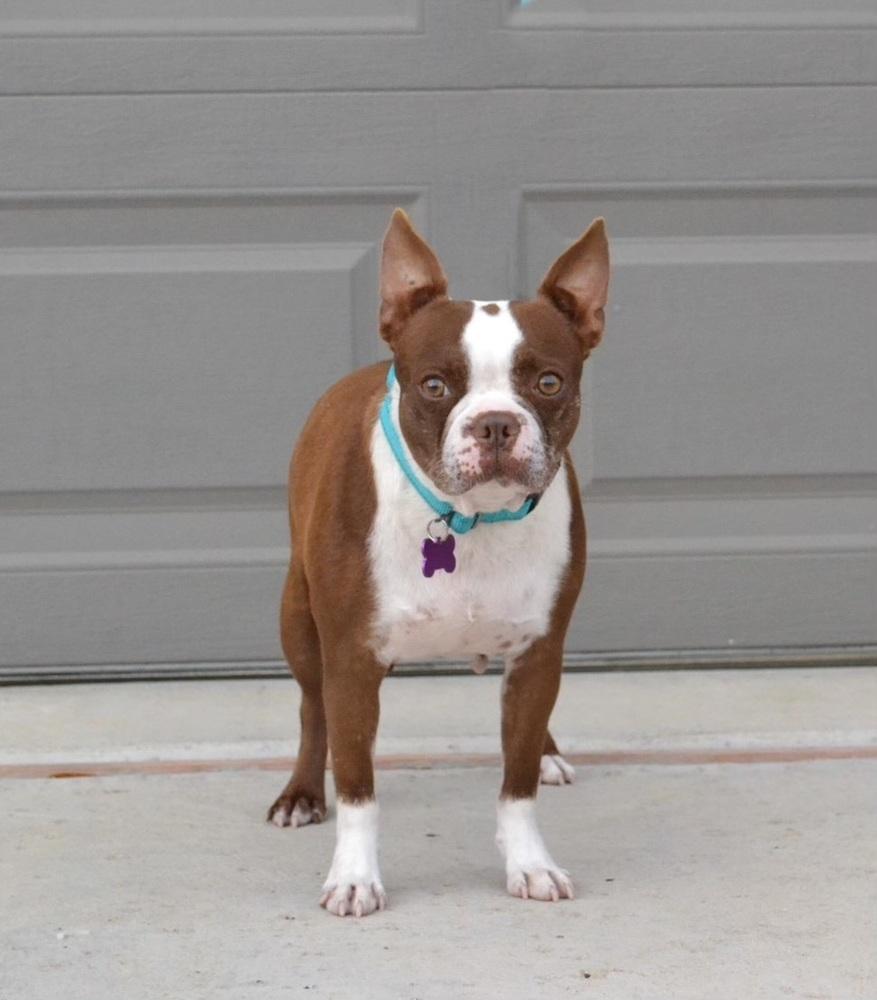 Emmi, a Adoptable Boston Terrier in Frisco, TX image 5/6