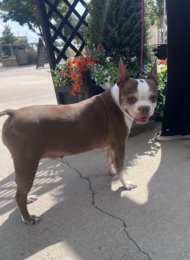 Enlarge Emmi, a Adoptable Boston Terrier in Frisco, TX image 5/6
