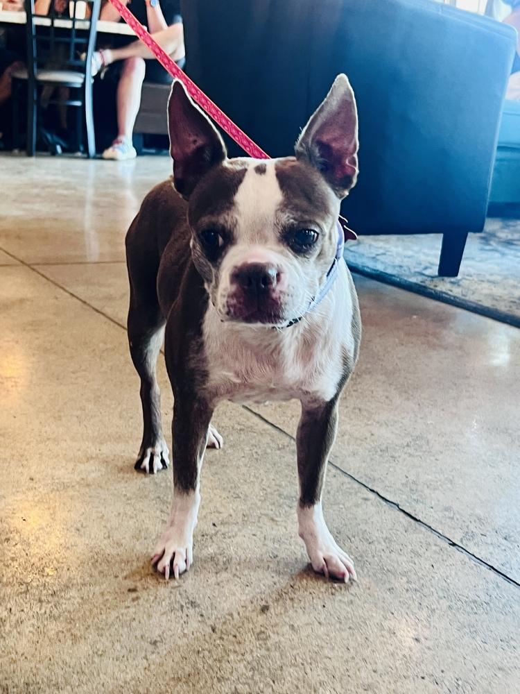 Enlarge Emmi, a Adoptable Boston Terrier in Frisco, TX image 6/6