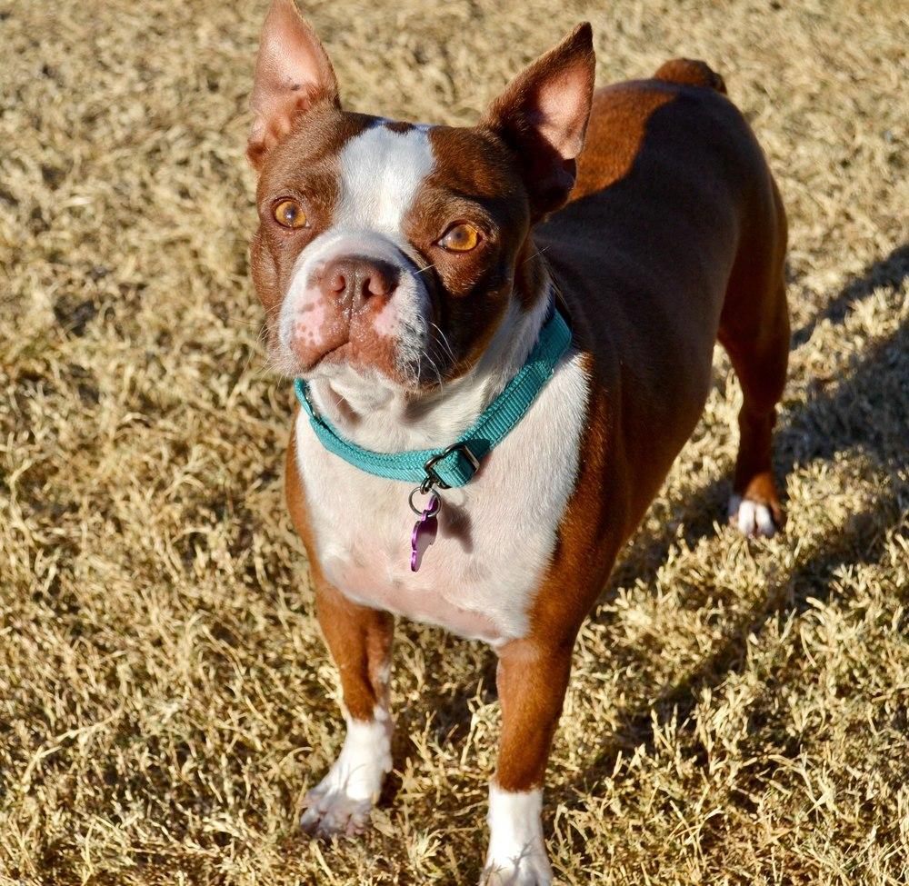Emmi, a Adoptable Boston Terrier in Frisco, TX image 6/6