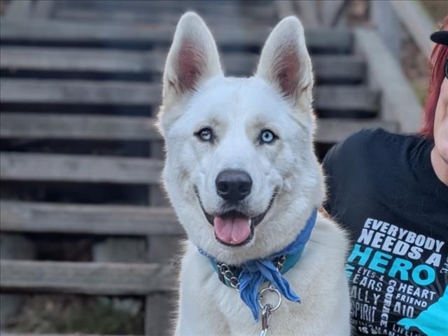 CHIP, Adoptable, Adult Male Siberian Husky.