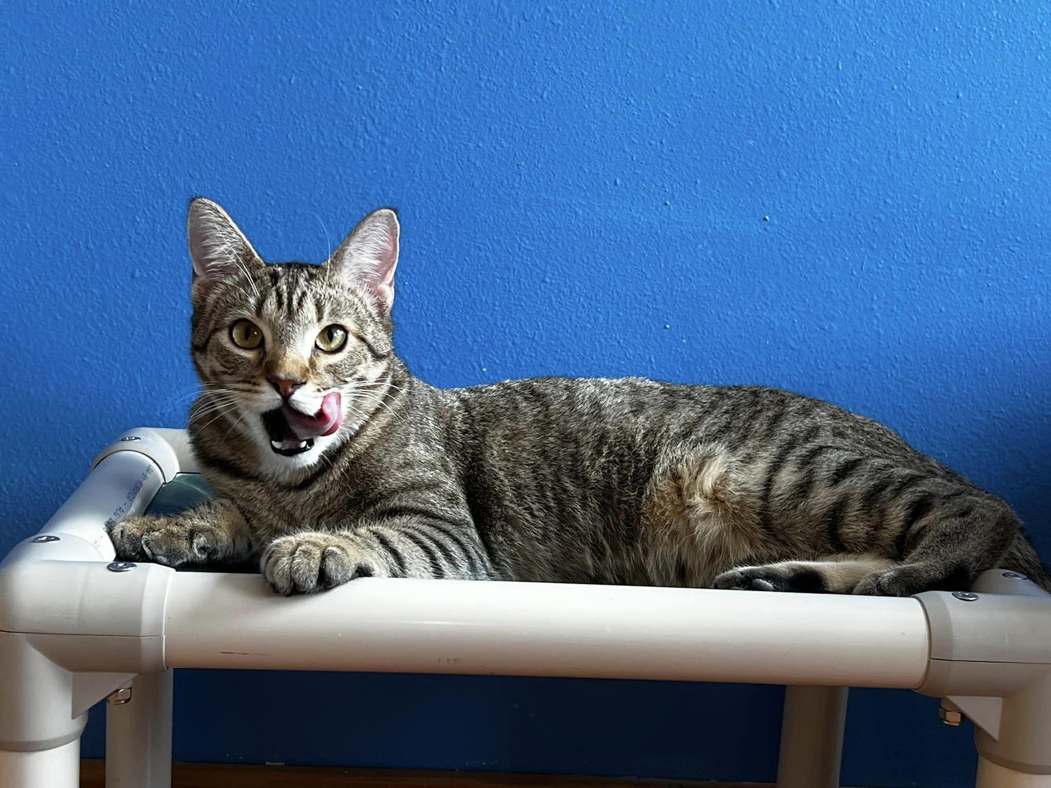 Joey, Adoptable, Young Male Domestic Short Hair.