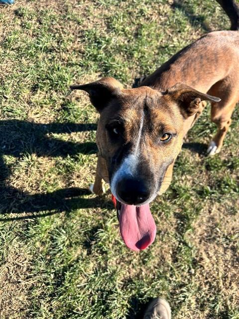 Enlarge CHOPPO, a Adoptable mixed breed in Louisville, KY image 1/1