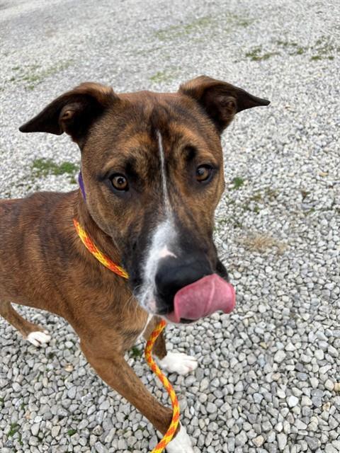 CHOPPO, Adoptable, Young Male Labrador Retriever & Pit Bull Terrier.