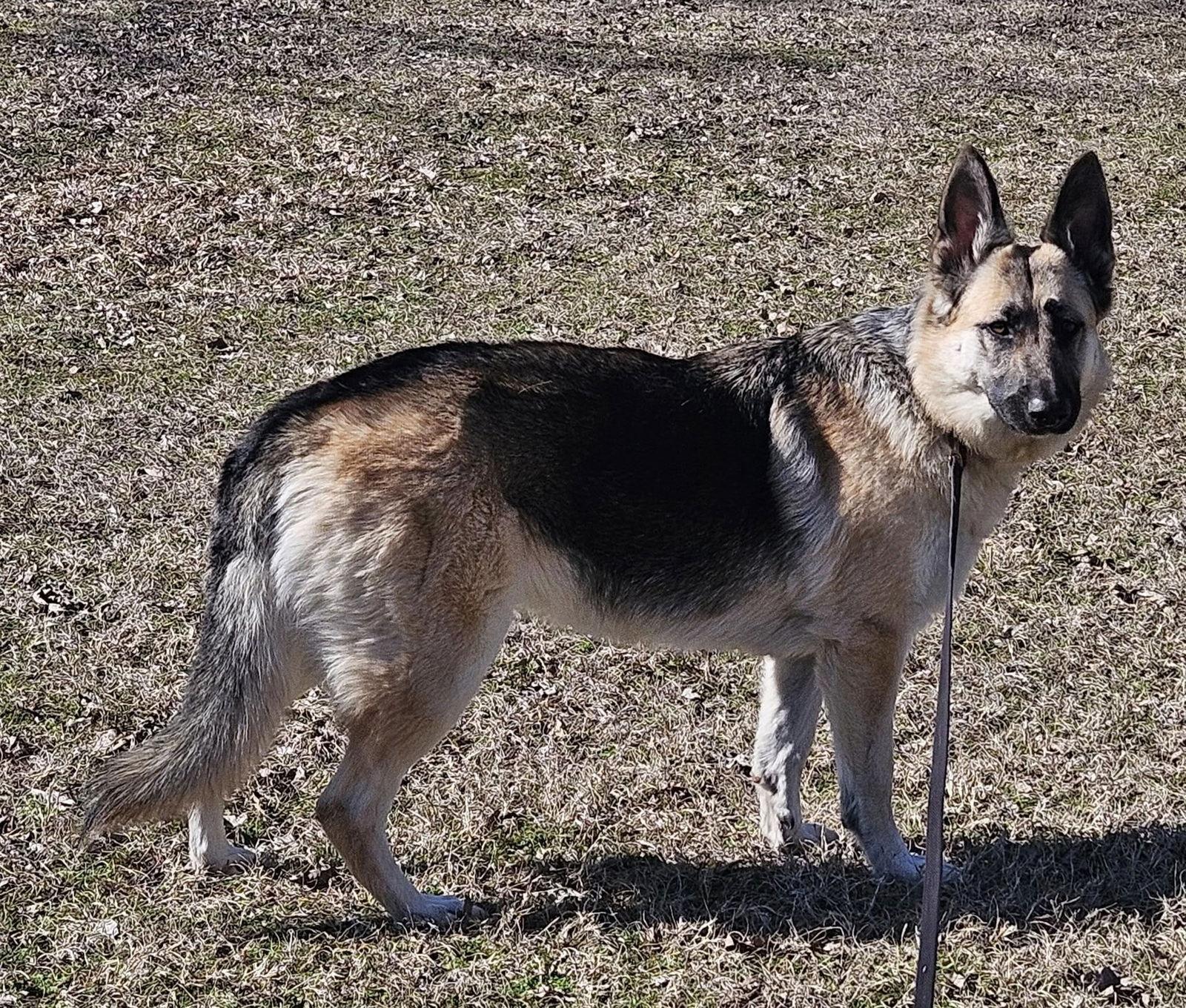 Harper, Adopted, Adult Female German Shepherd Dog.