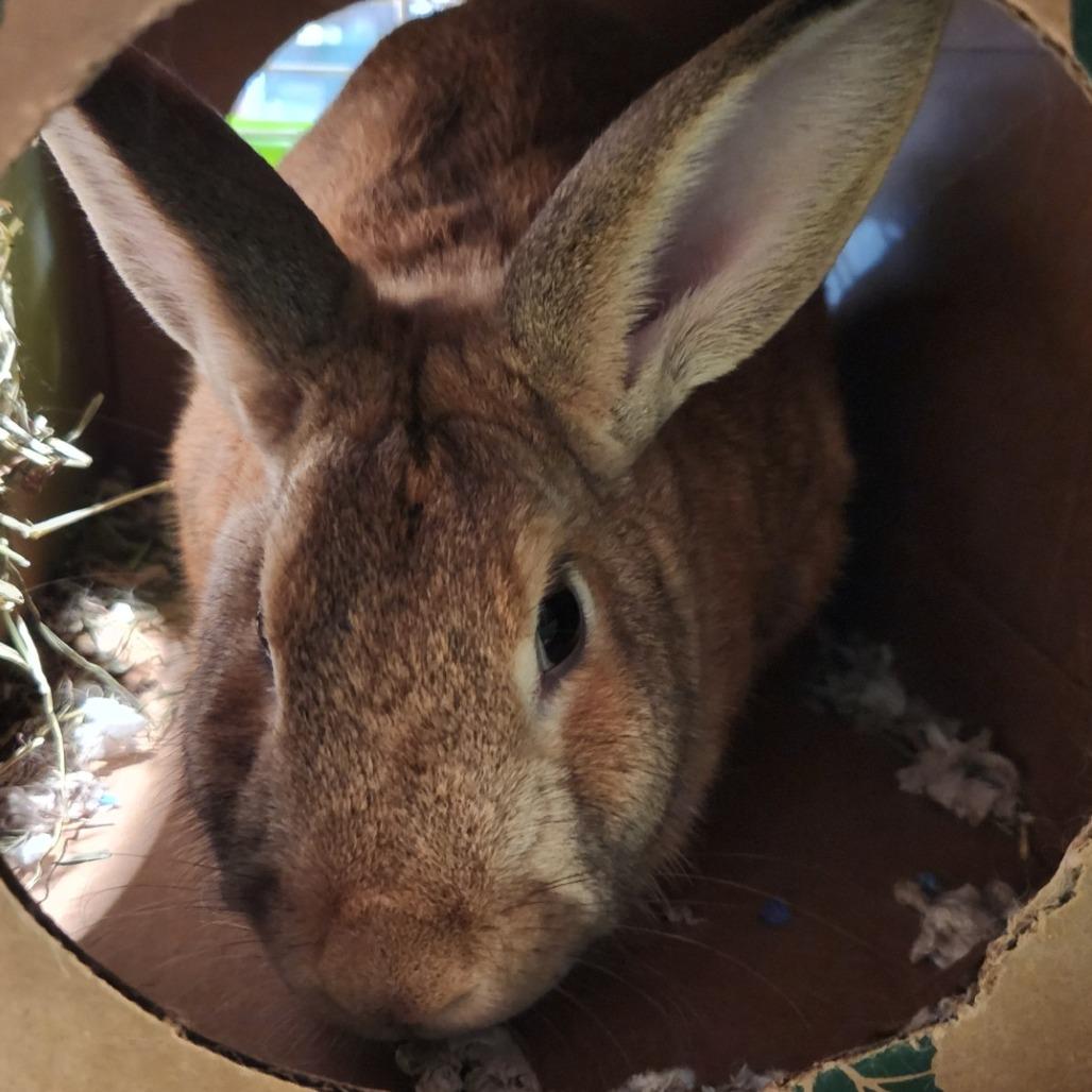 Honeybun, Adoptable, Adult Female Rex.