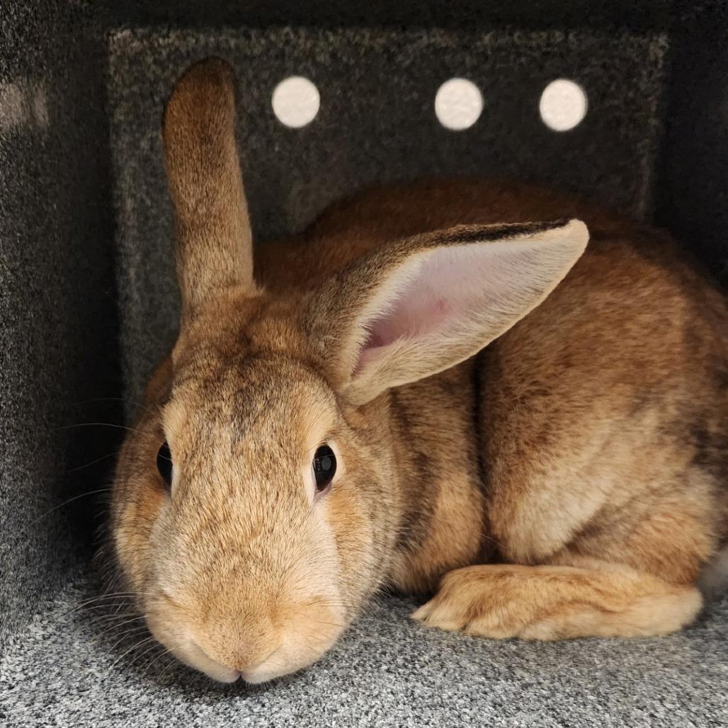 Enlarge Honeybun, a Adoptable Rex in Reno, NV image 2/2