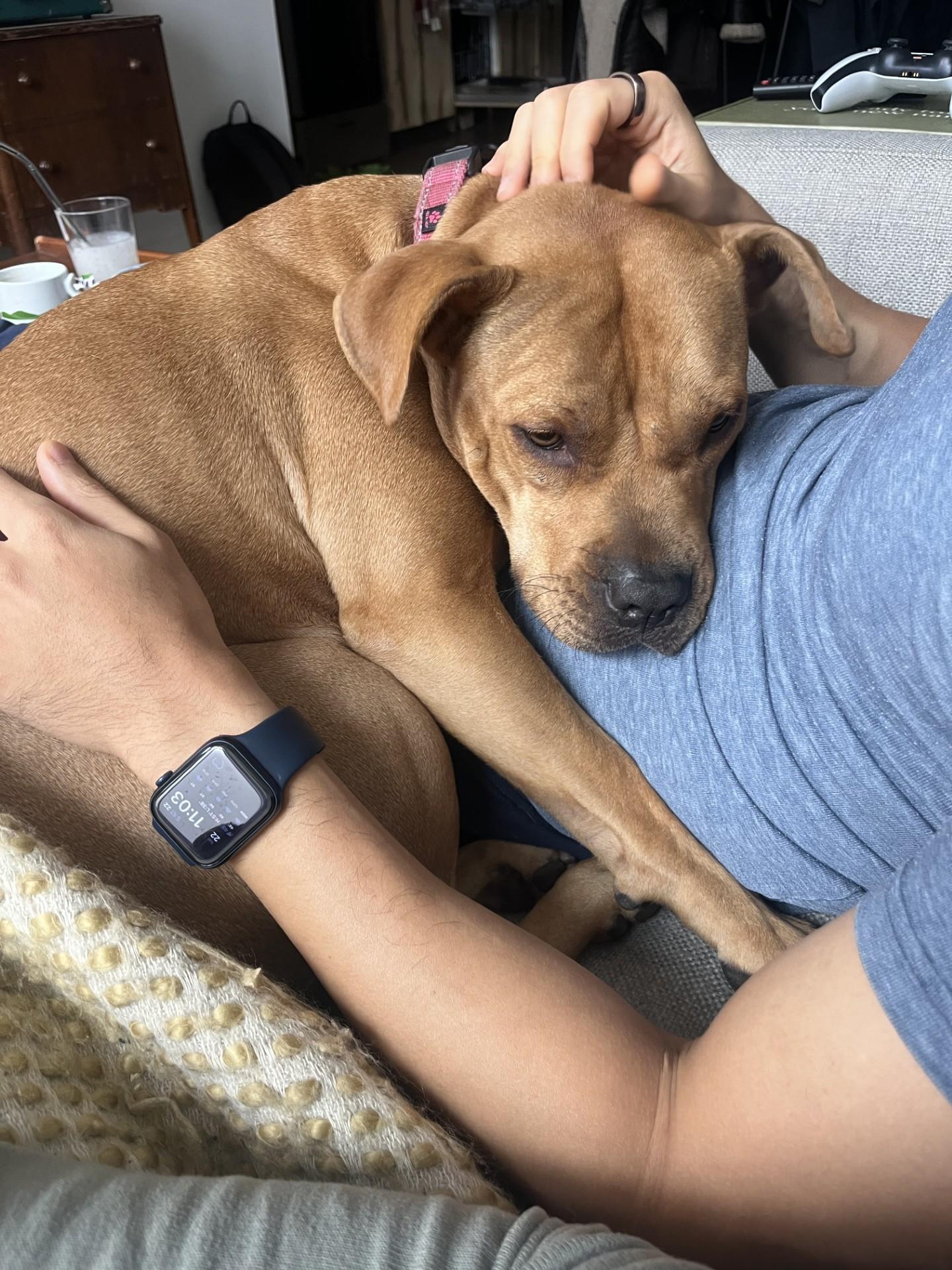 Enlarge June , a Adoptable mixed breed in Bridgewater, NJ image 2/5