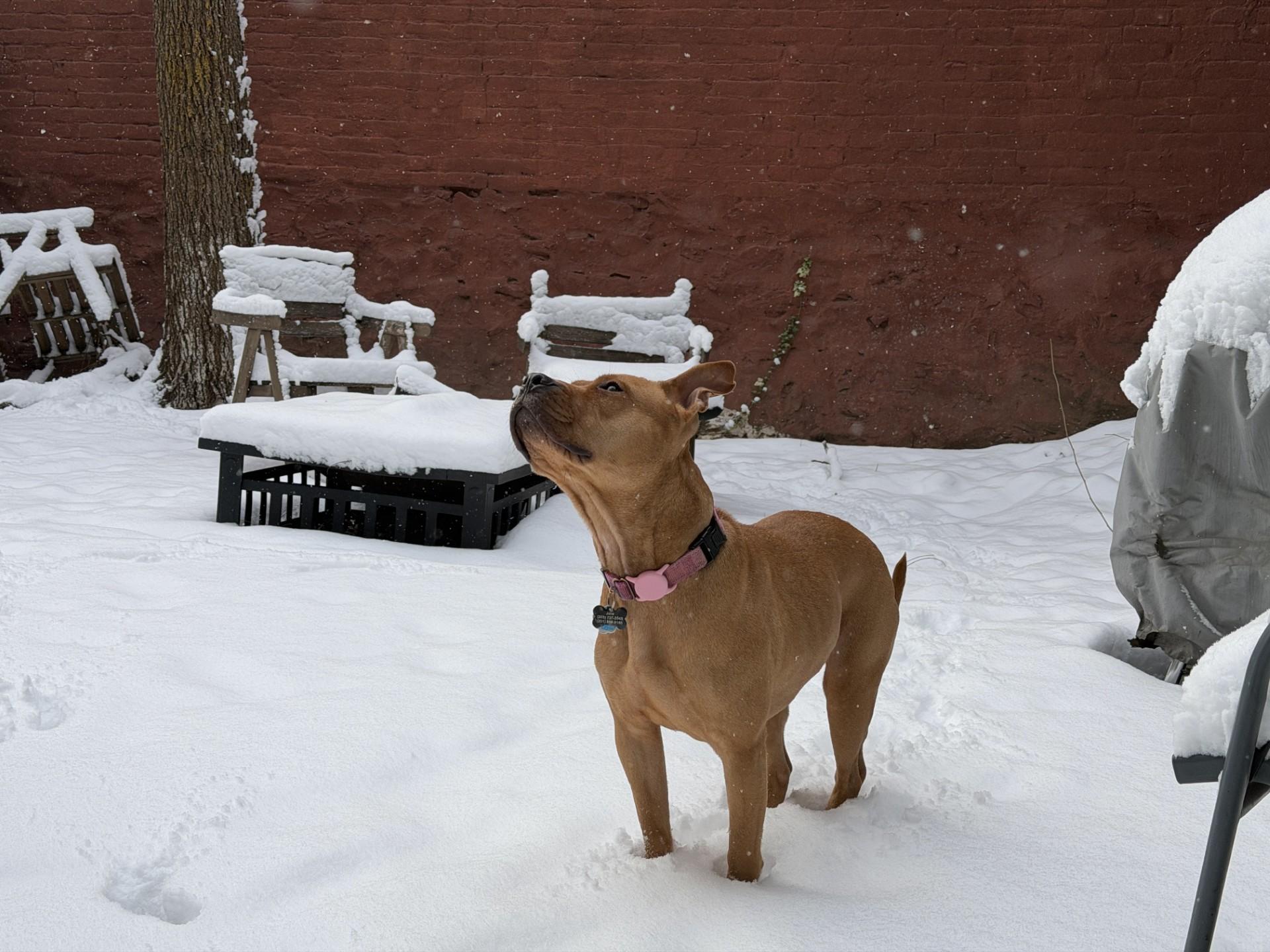 Enlarge June , a Adoptable mixed breed in Bridgewater, NJ image 4/5