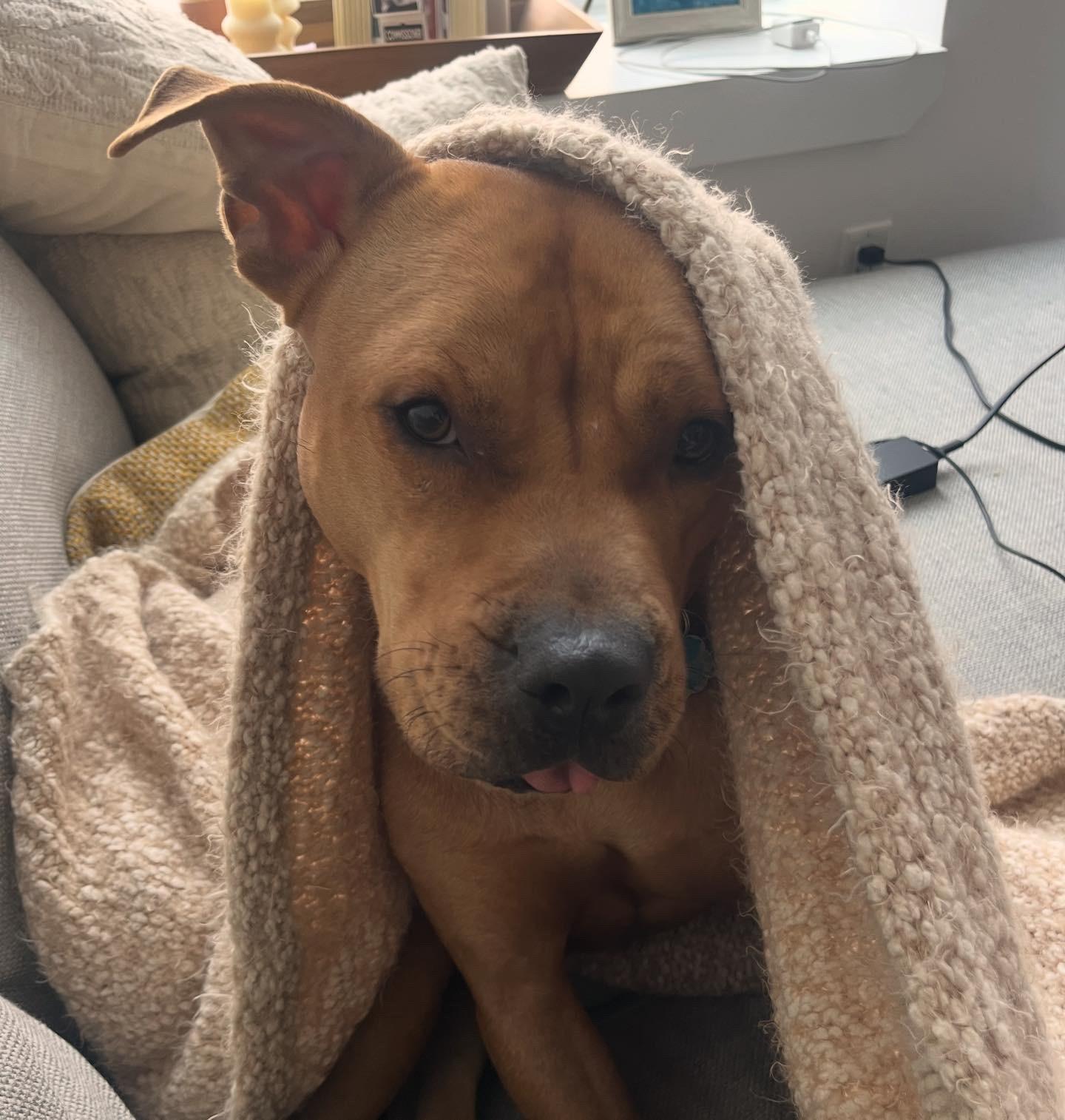 June , Adoptable, Adult Female Pit Bull Terrier.